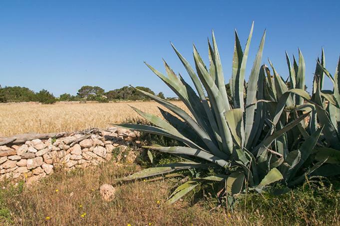 Ca Na Maria Teueta Apartamento San Ferrán de ses Roques Exterior foto